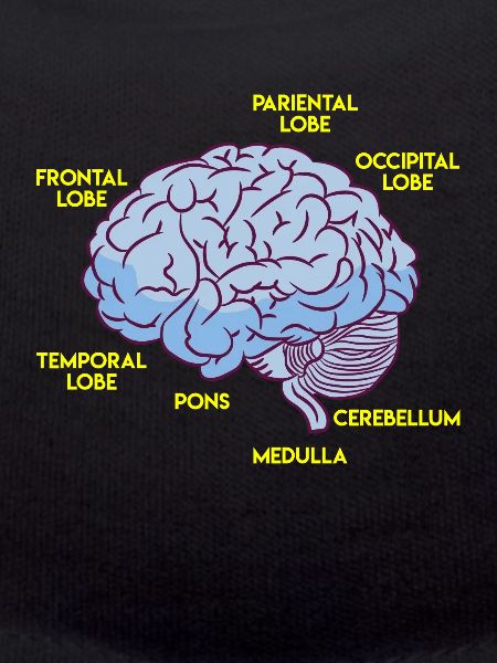 Anatomy of a brain