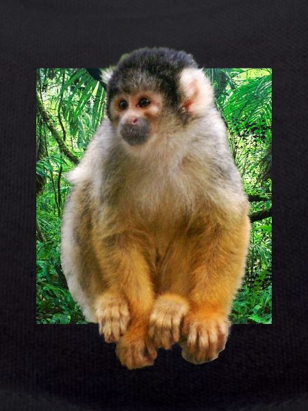 Squirrel monkey squirrel monkey