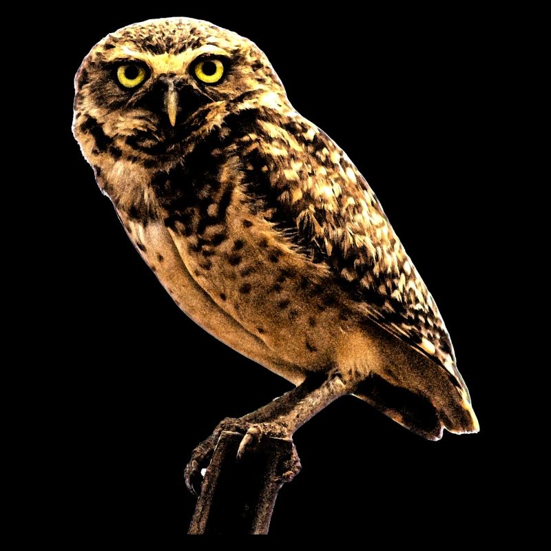 le hibou la chouette