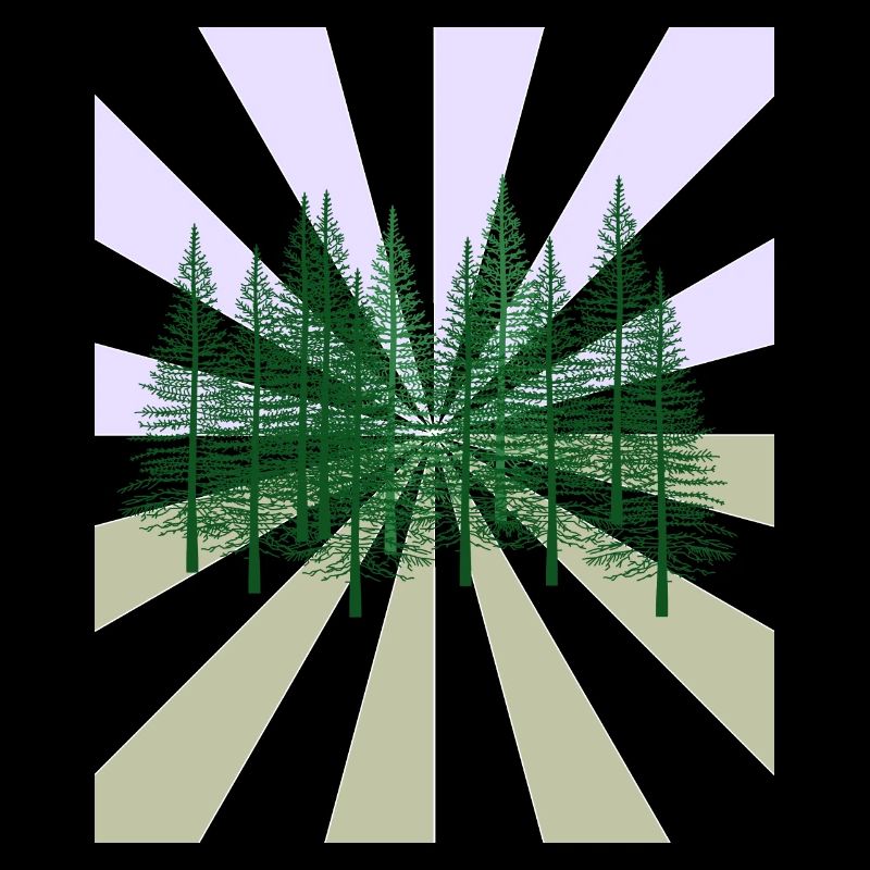 Rays Forest Fir Wilderness Flora Ecology