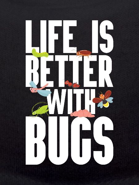 Insecte