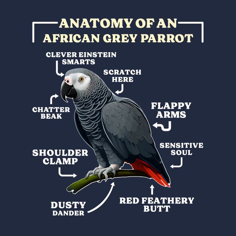Grau Papagei Anatomie d’un perroquet gris d’Afrique