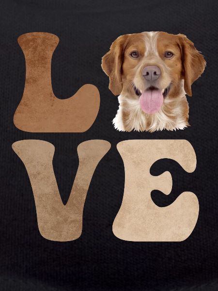 Brittany Spaniel Dog
