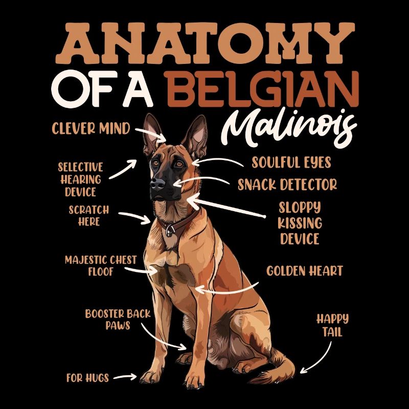 ANATOMIE MEINES MALINOIS Belgischer Schäferhund