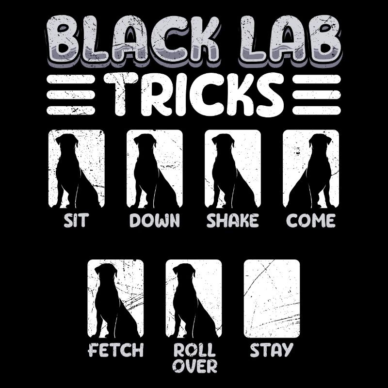 Labrador Drôle BLACK LAB TRICKS Labrador têtu
