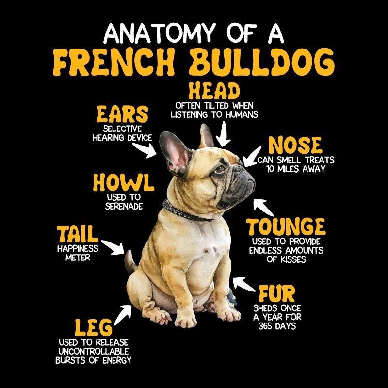 Propriétaire de bouledogue Anatomie d’un bouledogue français