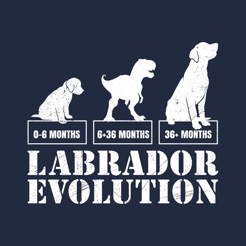 Labrador EVOLUTION Labrador Lover Funny