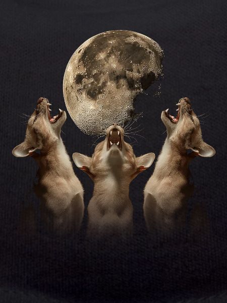 Abyssinian Cat Howling Moon