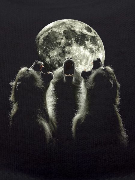 Baboon Monkey Howling Moon