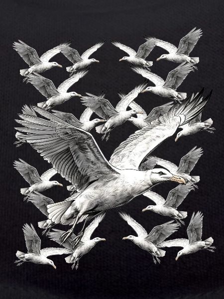 Möwe Möwen maritim
