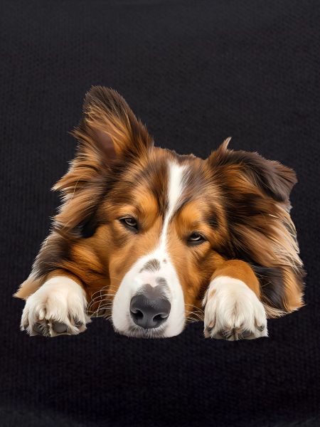 Collie
