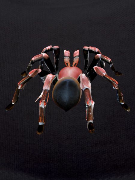 Pink tarantula