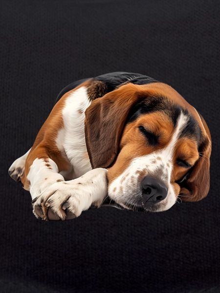 American Foxhound