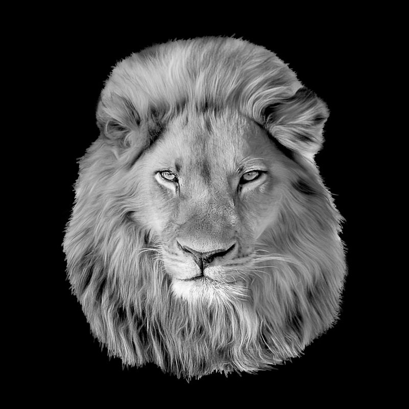 lion
