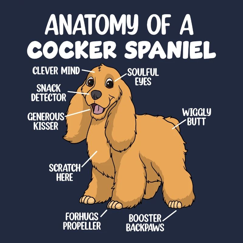 Anatomie eines Cocker Spaniels