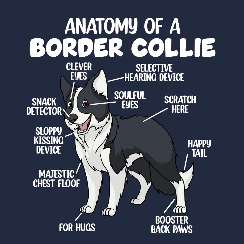 Anatomie eines Border Collie