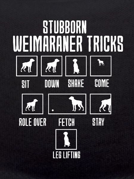 Weimaraner