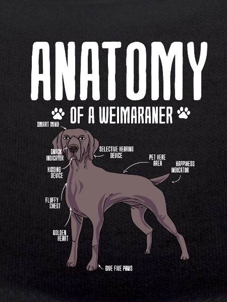 Weimaraner