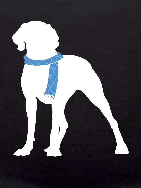Weimaraner