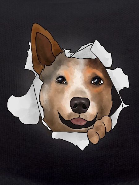 Australian Cattle Dog