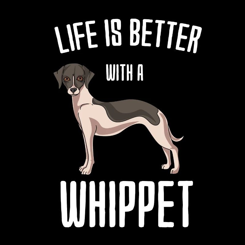 Whippet