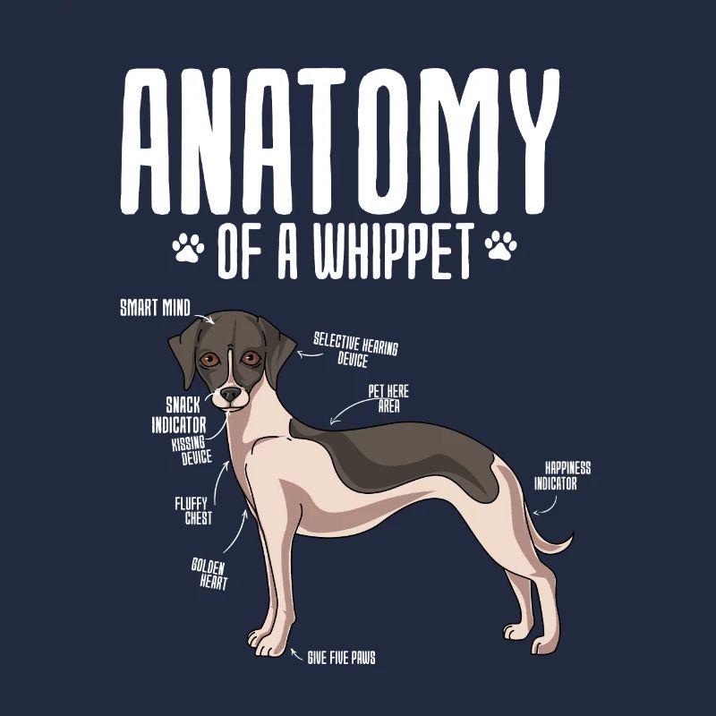 Whippet