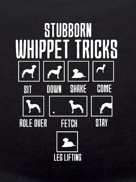 Whippet