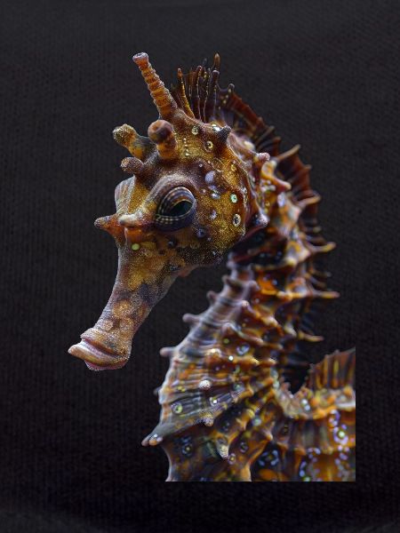 Hippocampe