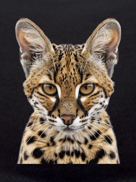 Savannah Cat