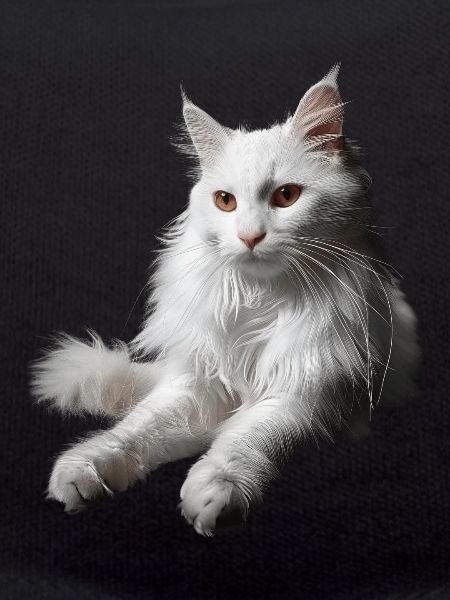 Turkish Angora