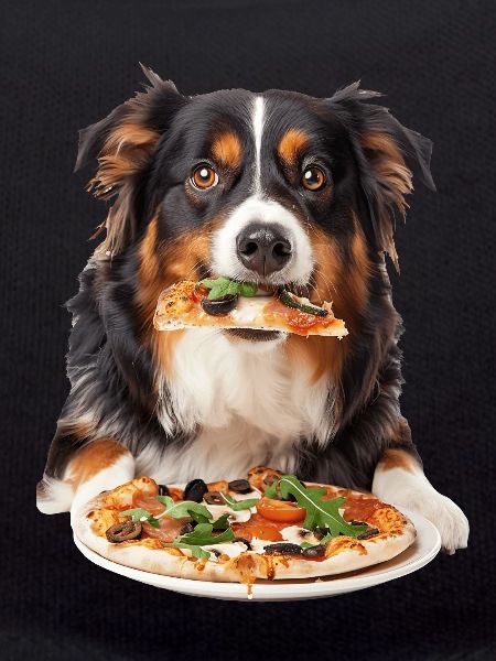 Australian Shepherd