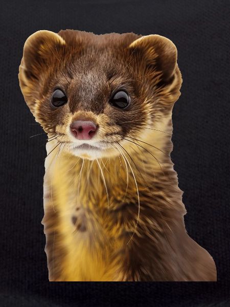 Wiesel