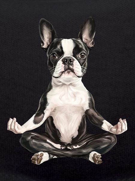 Boston Terrier