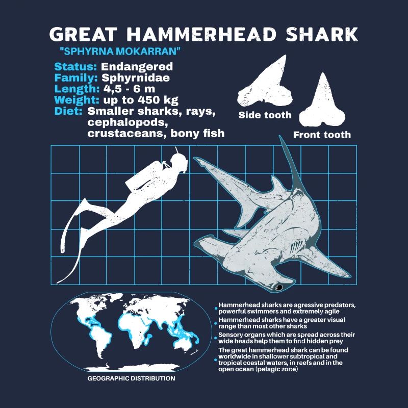 Fiche technique du requin-marteau