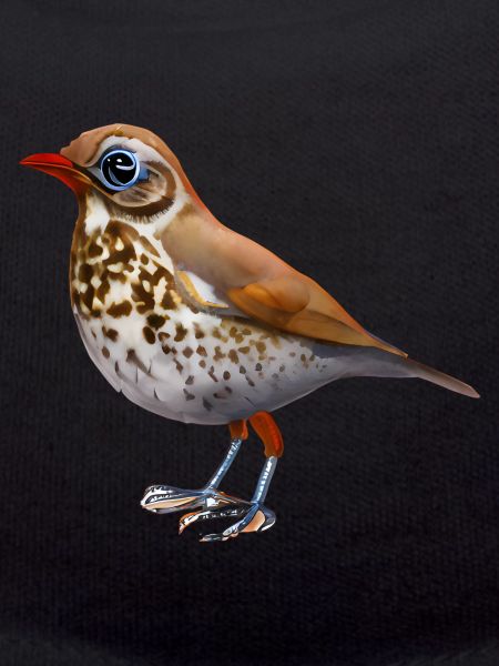 Drossel Vogel