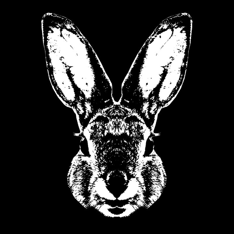 Hase / Kaninchen / Rabbit