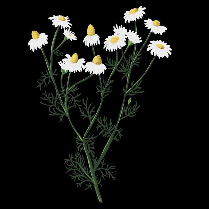 Chamomile botanical drawing