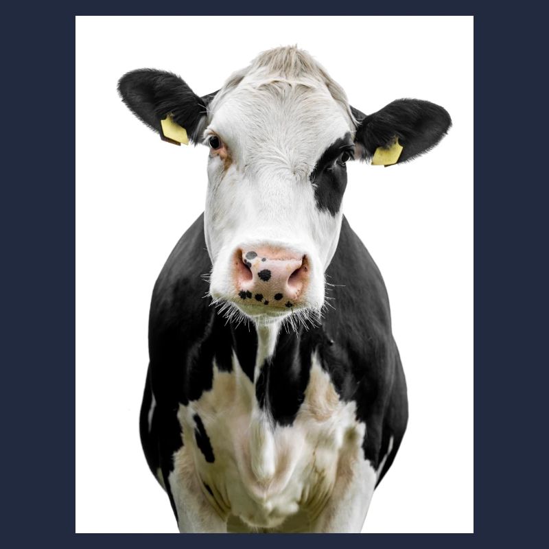 Cow. Kuh. koe. ko. vaca. ku. lehmä. vache