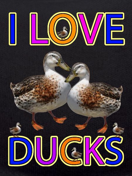 Duck Love