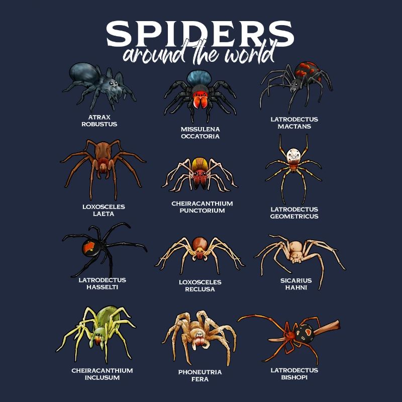 Araignées dans le monde - Espèces d’araignées