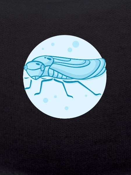 Living Jumping Cicada