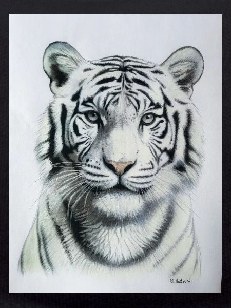 White Tiger - Weisser Tiger
