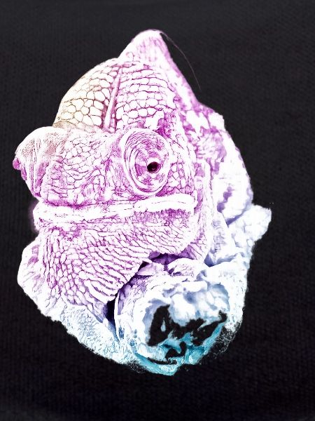 Pastel chameleon head, chameleo calyptratus