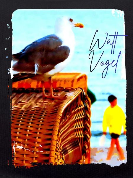Möwe Wattvogel am Strand