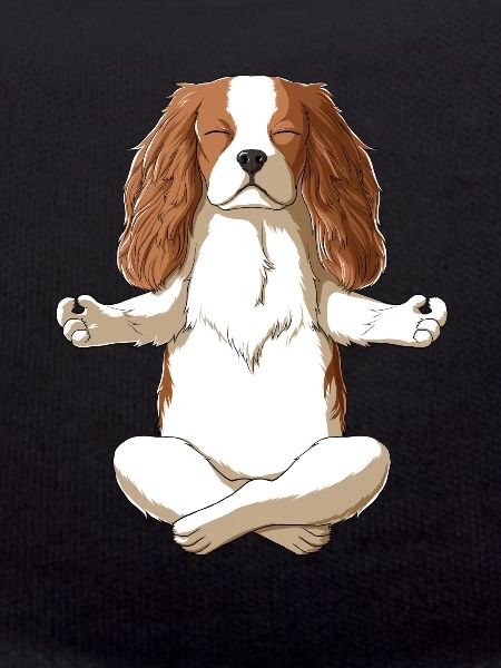 Cavalier King Charles Spaniel