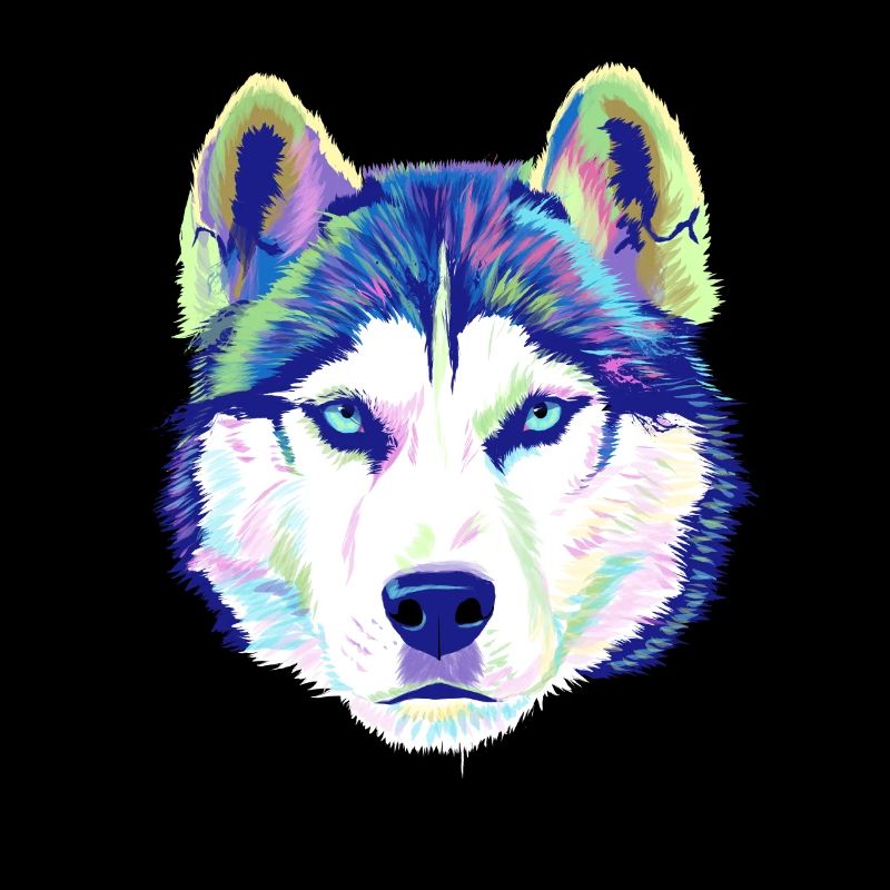 Splash Siberian Husky Dog
