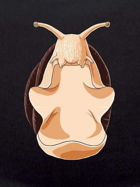 Snail Meditate
