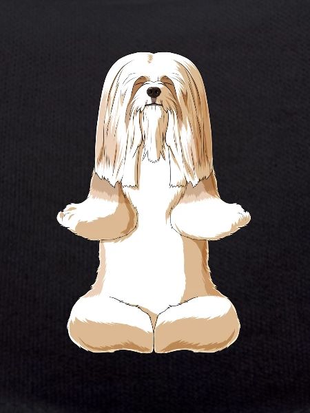 Meditating Lhasa Apso Dog