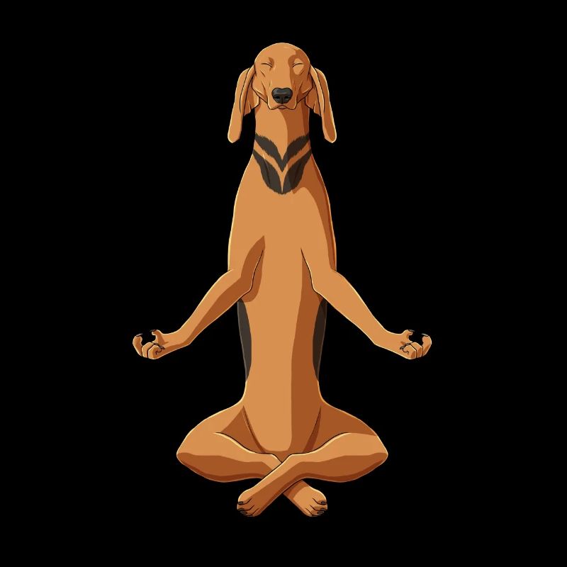 Meditierender Segugio Italiano Hund