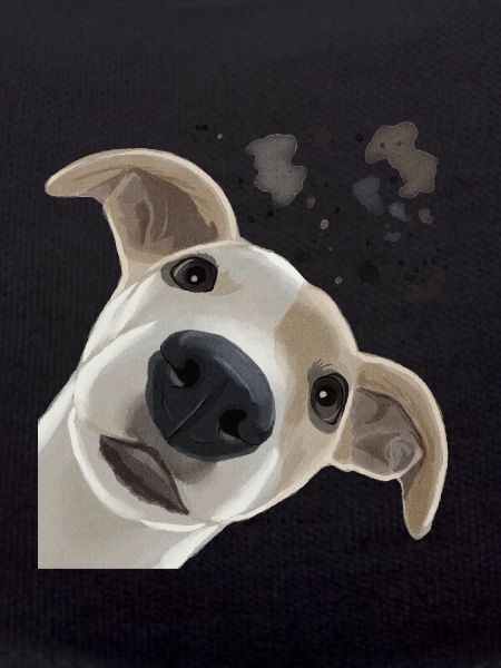 Curious Whippet Dog